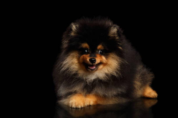 istock miniature Pomeranian Spitz puppy on black isolated background 681434750