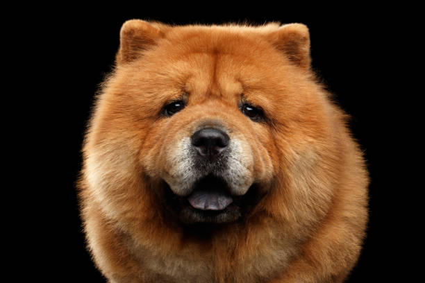 チャウチャウ犬の肖像画 - chow domestic animals animal beautiful ストックフォトと画像