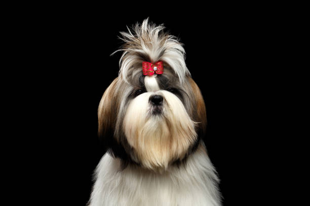 Portrait of Shih tzu Portrait of Groomed Shih tzu Dog on Isolated Black Background tibetan lion dog stock pictures, royalty-free photos & images