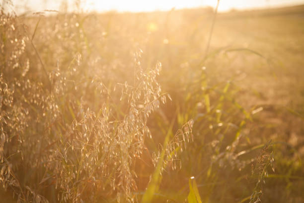 istock Field of thistles in remote Texas location. 681435590