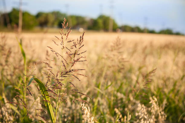 Field of tan thistles growing in a remote location in Texas, USA.  Blue sky.