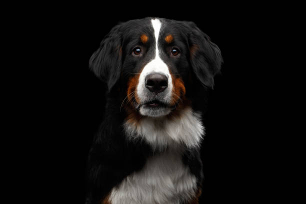 istock Close-up Bernese Mountain Dog panting in front of isolated black background 681440314