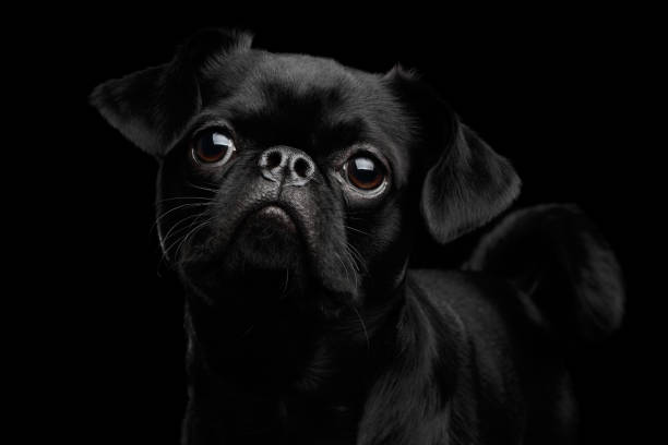 istock petit brabanson dog on isolated black background 681440792