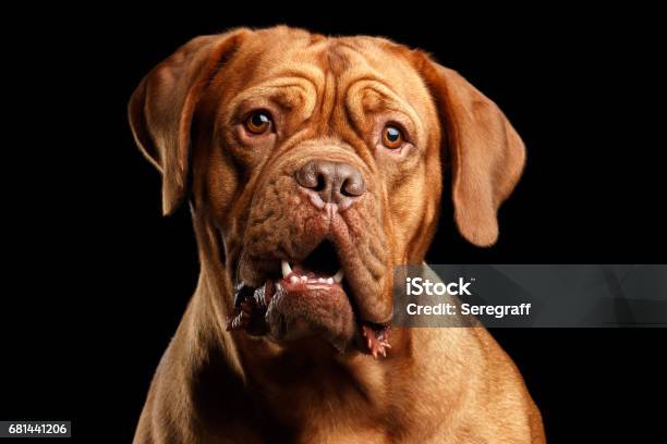 Cane Ritratto Di Razza Dogue De Bordeaux Isolato Su Sfondo Nero - Fotografie stock e altre immagini di Sorpresa