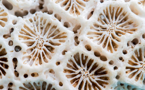 istock Coral texture macro photo. Ivory white coral structure closeup. 681441450
