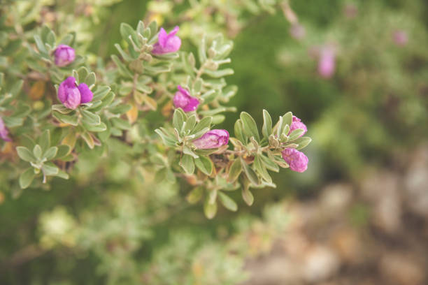 istock Purple sage growing in Texas field. 681445132