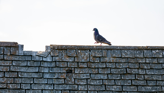 Abandoned farm building roof and pigeon