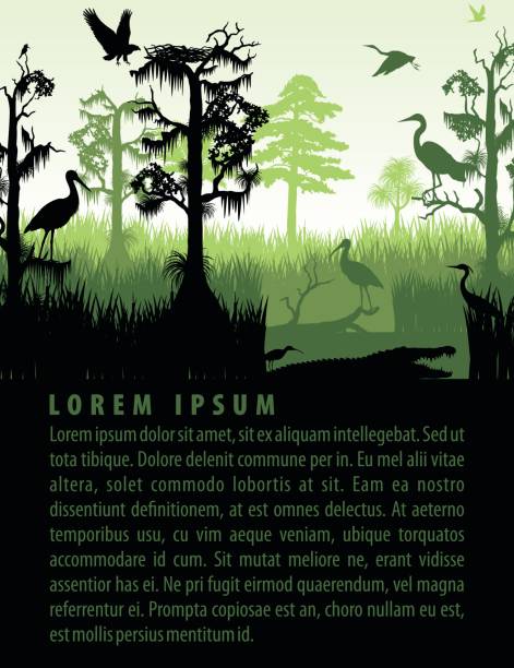 ilustraciones, imágenes clip art, dibujos animados e iconos de stock de vector siluetas de humedal de selva en plantilla de diseño de puesta del sol - ciprés