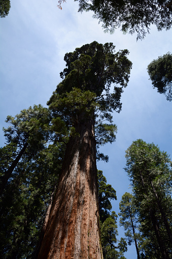 Looking up to the blue sky and sunshine through tall Sequoia trees.