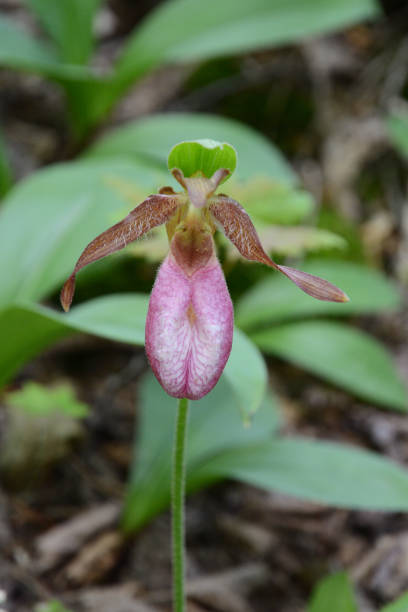 istock A single Pink Lady Slipper orchid in the woods. 681457618