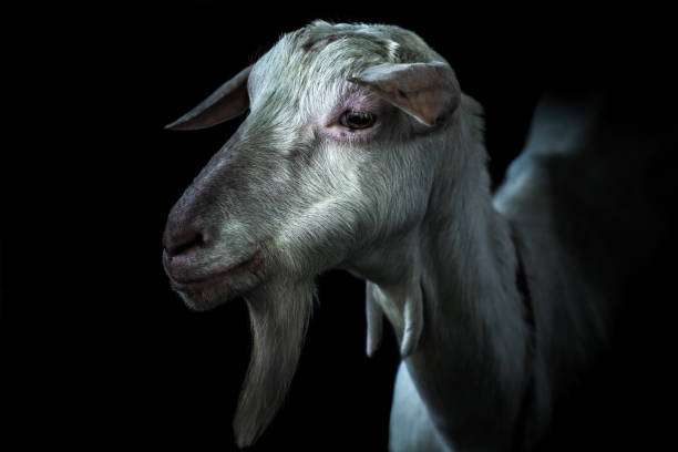 istock Photograph of a white goat on a black background. 681475978