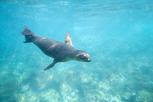 Rare shot of a curious seal hunting in wildlife, Galapagos Islands, Ecuador