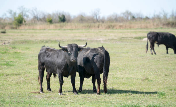 istock Bulls in Camargue, France 681483100