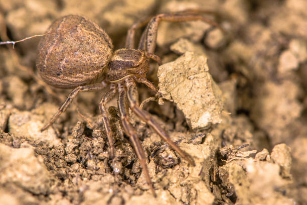 istock Xysticus bifasciatus spider 681487818