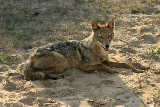 istock Wild jackal rests Bandhavgarh National Park sand India 681488584
