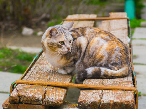 istock Lovely cat sitting on a wooden bench 681493968