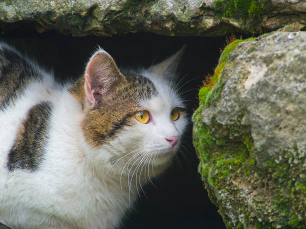 istock Cunning cat hides among the stones close up 681494014
