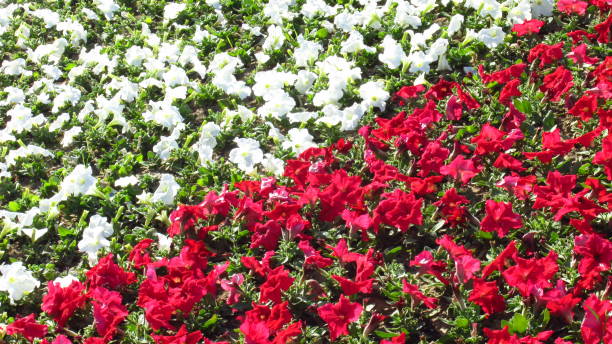 istock flowers, backgrounds, garden, nature 681519414