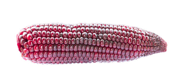istock Close up image of purple corn 681549440