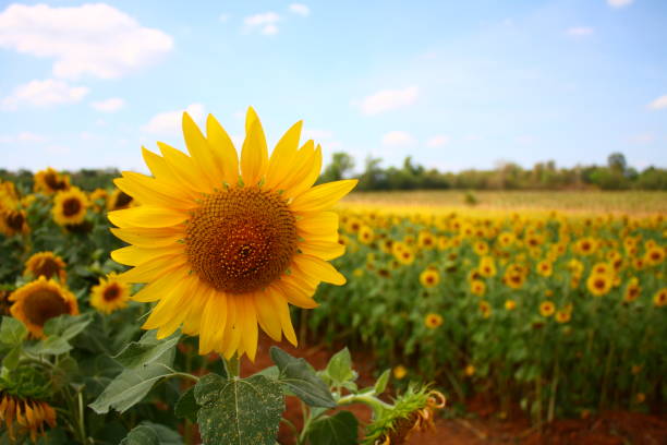 istock sunflower in garden 681556140