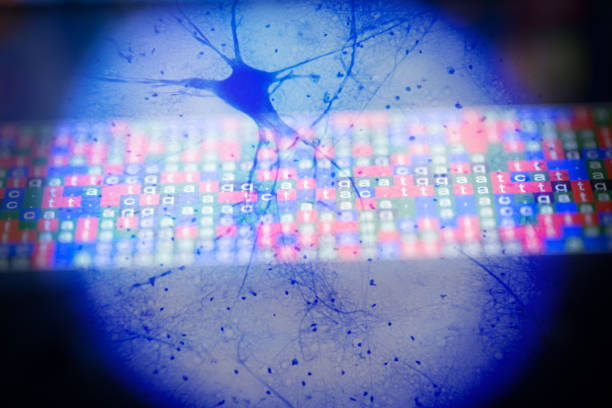 색으로 구분된 dna를 가진 현미경 검사법의 모터 신경 세포 - genetic screening 뉴스 사진 이미지