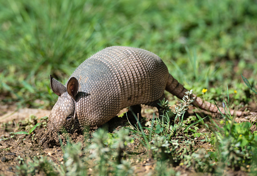 Juvenile Nine-banded Armadillo (Dasypus novemcinctus) digging for food in the garden