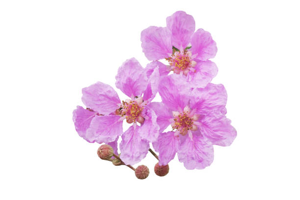 istock purple flower Queen's Crape Myrtle isolated on a white background 681561952