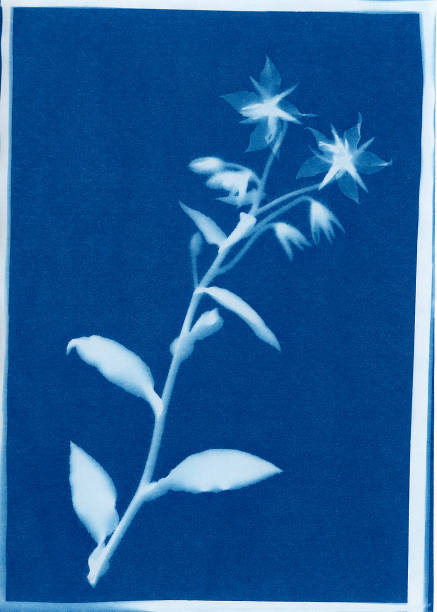 istock cyanotype print of borage 681580930