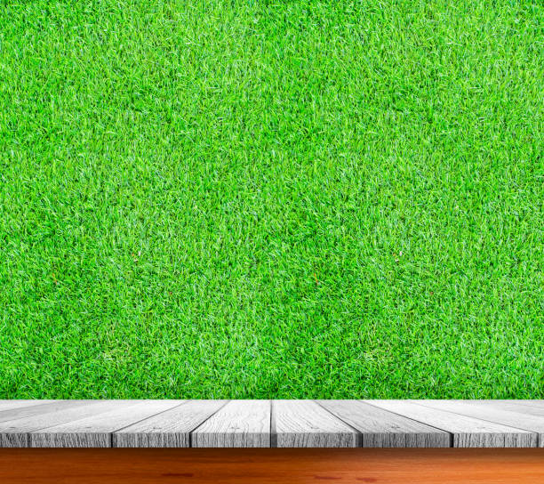 istock Wooden shelves with fresh green small plants 681596910