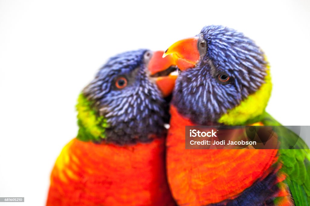 Pair of rainbow lorikeets Two vibrantly colored rainbow lorikeets show affection toward each other. shot with a Canon 5D Mark ll. Lory Stock Photo