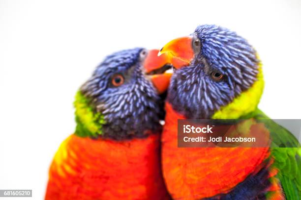 Pair Of Rainbow Lorikeets Stock Photo - Download Image Now - Lory, Accuracy, Affectionate