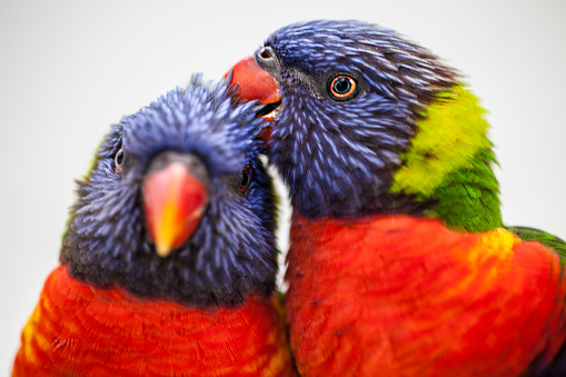Two vibrantly colored rainbow lorikeets show affection toward each other. shot with a Canon 5D Mark ll.