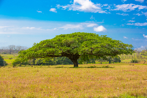 Gunacaste tree is the national tree of Costa Rica. Shot with a Canon 5D Mark lll.