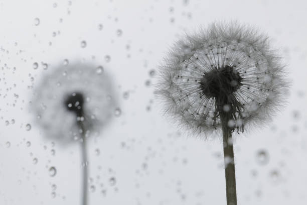 雨の低下のタン��ポポの種 - dandelion nature water drop ストックフォトと画像