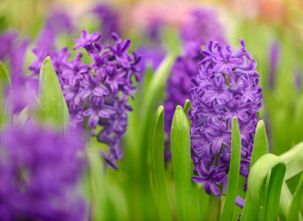 istock Purple and Green Background 681614734