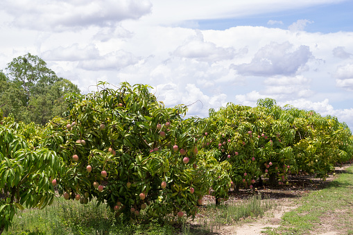 Mango farm near Mareeba on the Atherton Tableland in Tropical North Queensland, Australia