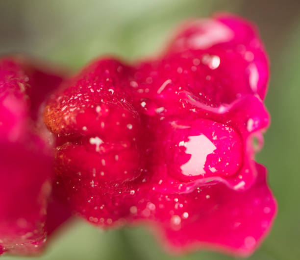 Juicy pink snapdragon flower stock photo