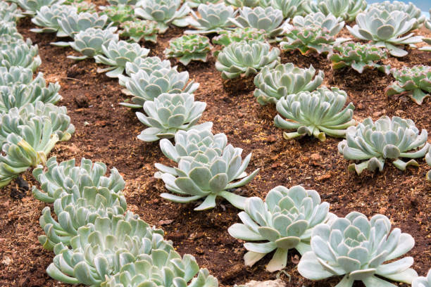 istock Kalanchoe blossfeldiana garden 681622236