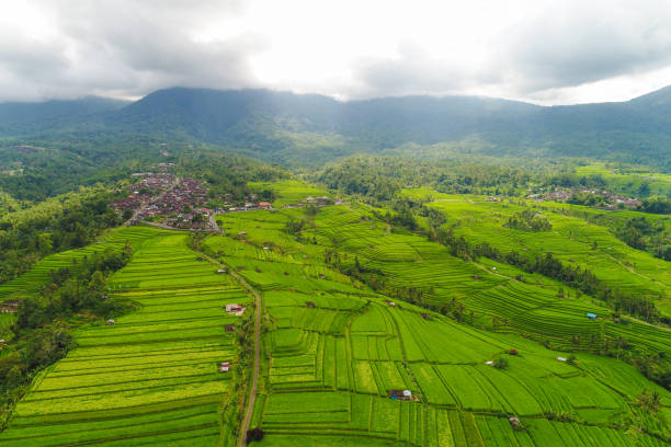 istock Aerial view of the green rice fields. 681622548