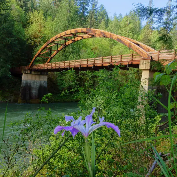 Tioga pedestrian bridge across the North Umpqua river in Douglas County Oregon, BLM zone, Emerald Trail hiking, scenic landscape image, wild iris foreground