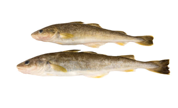 Navaga Fish 60+ Navaga Stock Photos, Pictures & Royalty-Free Images - iStock