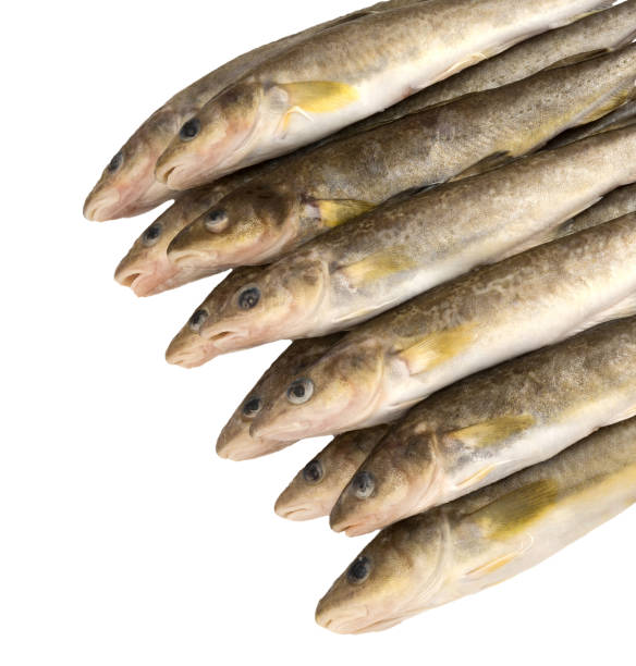 Navaga Fish 60+ Navaga Stock Photos, Pictures & Royalty-Free Images - iStock