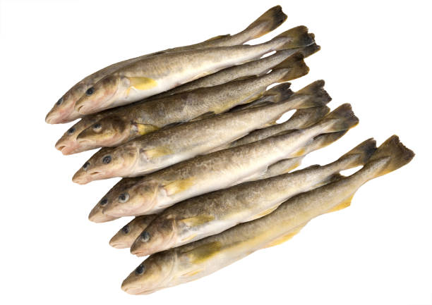 Fish Navaka 60+ Navaga Stock Photos, Pictures & Royalty-Free Images - iStock