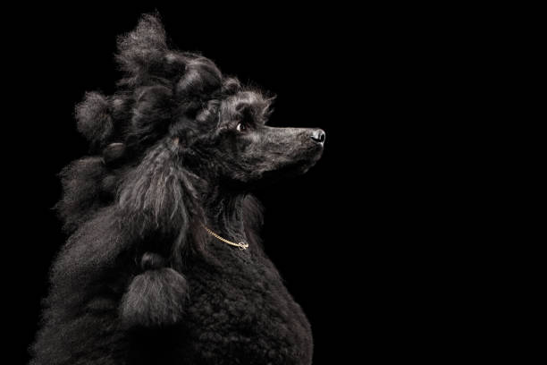 istock Portrait of Poodle on Black Background 681628674