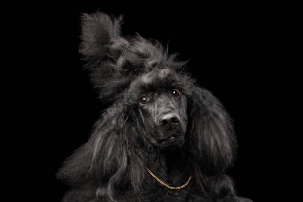Portrait of Poodle on Black Background