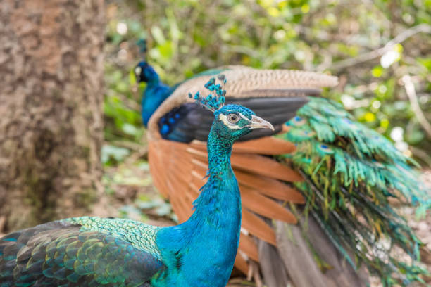 Colorful peacocks outdoors. stock photo