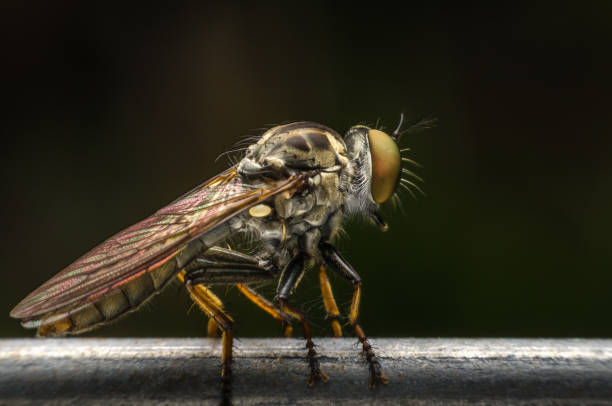 Robber fly. stock photo