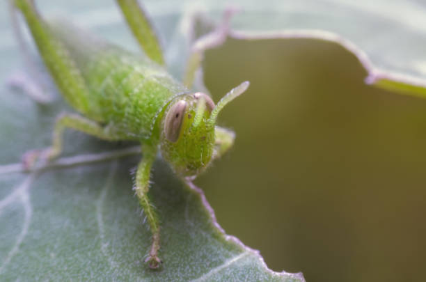 Green grasshopper resting on leaf. stock photo
