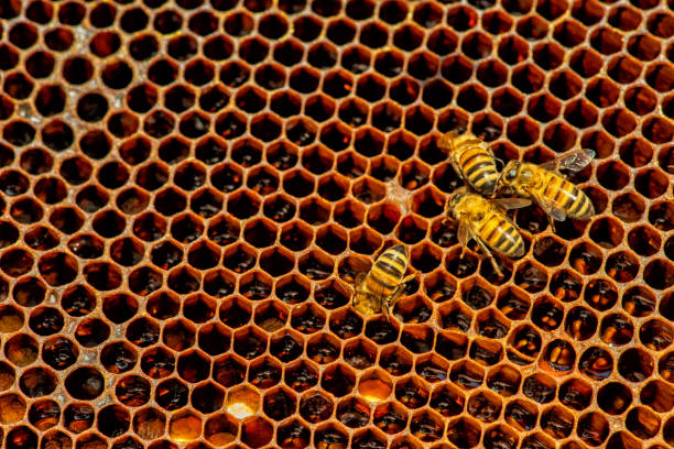 istock closeup of bees on honeycomb in apiary 681632270