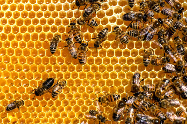 istock closeup of bees on honeycomb in apiary 681632790
